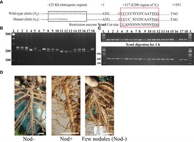Allelic expression of AhNSP2-B07 due to parent of origin affects peanut nodulation